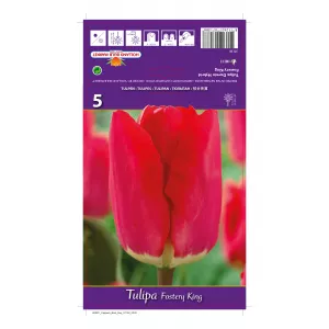 Tulipan Darwina Fostery King