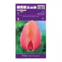 Tulipan Darwina Apricot Impression