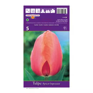 Tulipan Darwina Apricot Impression