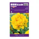 Tulipan Pełne Monte Peony