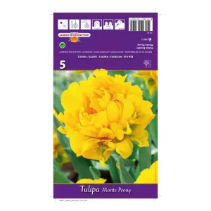 Tulipan Pełne Monte Peony