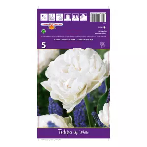 Tulipan Pełne Up White