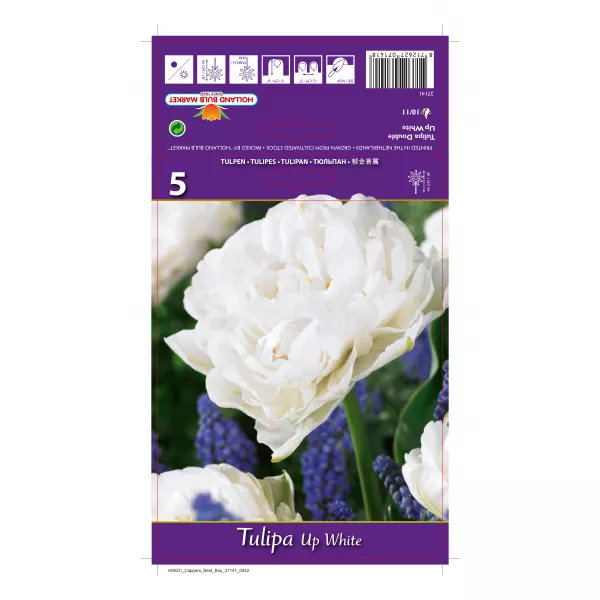 Tulipan Pełne Up White