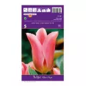 Tulipan Fosteriana Albert Heyn