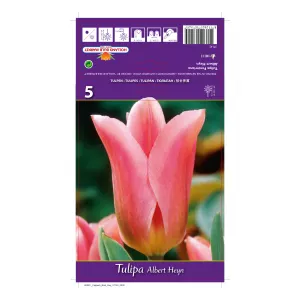 Tulipan Fosteriana Albert Heyn