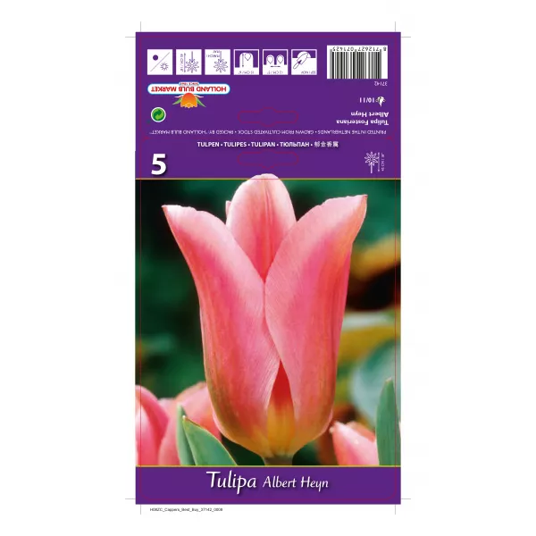 Tulipan Fosteriana Albert Heyn