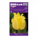 Tulipan Strzępiaste Crispy Mary