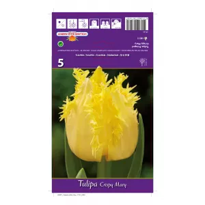 Tulipan Strzępiaste Crispy Mary