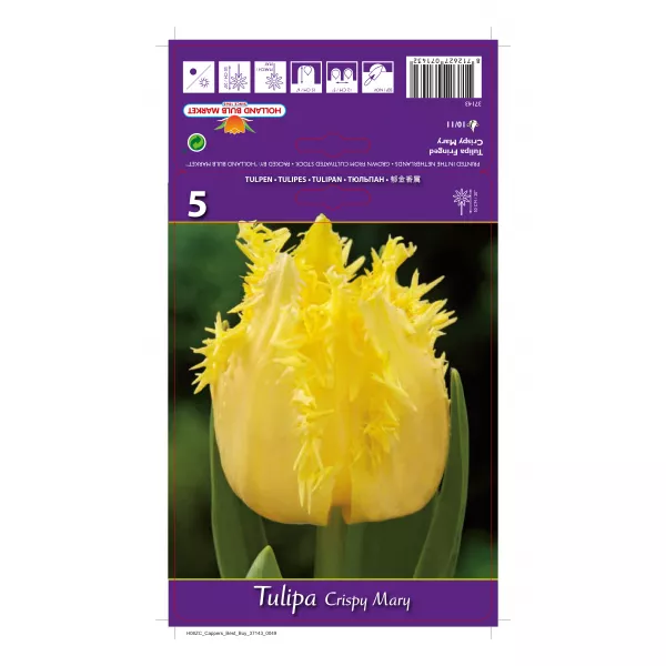 Tulipan Strzępiaste Crispy Mary