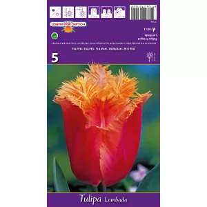 Tulipan Strzępiaste Lambada