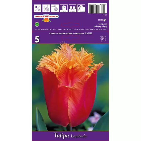Tulipan Strzępiaste Lambada