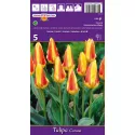 Tulipan Kaufmanna Corona