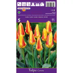 Tulipan Kaufmanna Corona