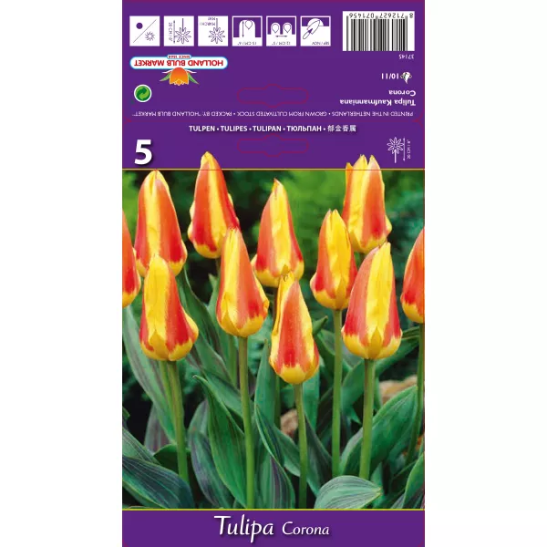 Tulipan Kaufmanna Corona