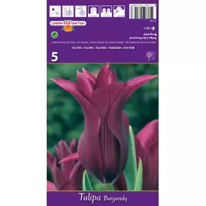 Tulipan Liliokształtne Burgundy