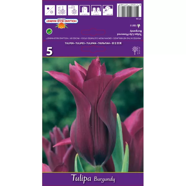 Tulipan Liliokształtne Burgundy