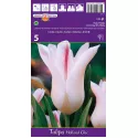 Tulipan Liliokształtne Holland Chic