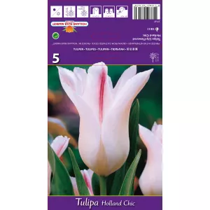 Tulipan Liliokształtne Holland Chic