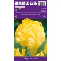 Tulipan Papuzie Yoko Parrot