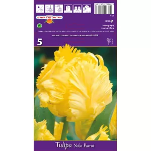 Tulipan Papuzie Yoko Parrot