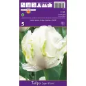 Tulipan Papuzie Super Parrot