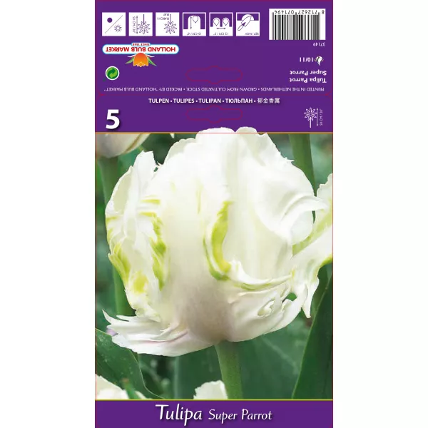 Tulipan Papuzie Super Parrot