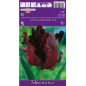Tulipan Papuzie Black Parrot