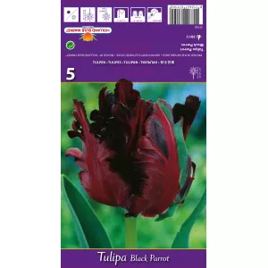 Tulipan Papuzie Black Parrot