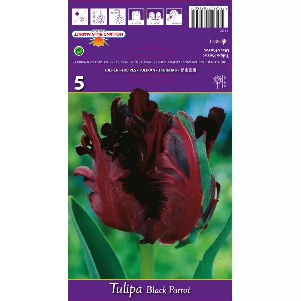 Tulipan Papuzie Black Parrot