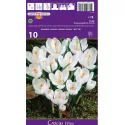 Krokus białe wielkokwiatowy