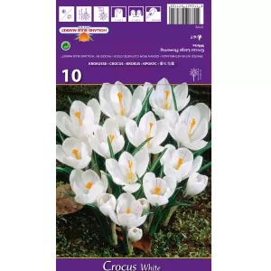 Krokus białe wielkokwiatowy