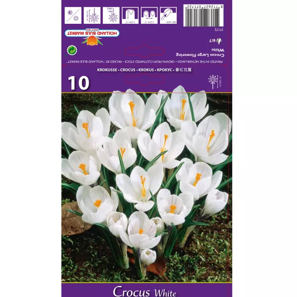 Krokus białe wielkokwiatowy