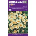 Krokus botaniczny Cream Beauty