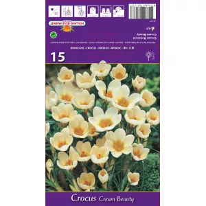 Krokus botaniczny Cream Beauty