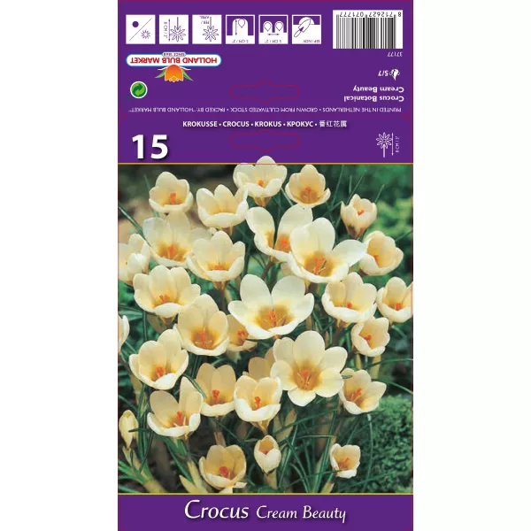 Krokus botaniczny Cream Beauty