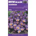 Krokus botaniczny Sieberi Tricolor