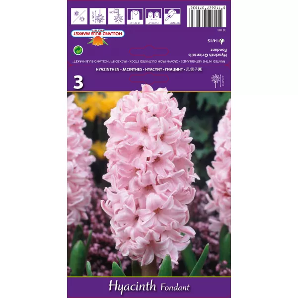 Hiacynt Fondant