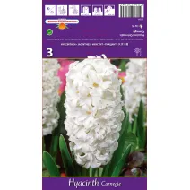 Hiacynt Carnegie