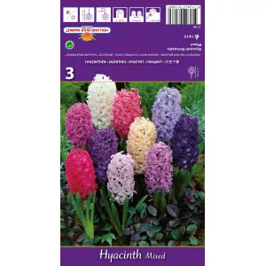 Hiacynt mix kolorów