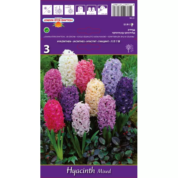 Hiacynt mix kolorów