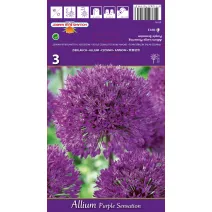 Czosnek Purple Sensation
