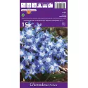 Chionodoxa Forbesii