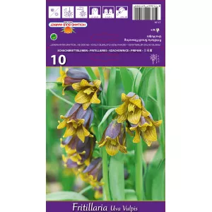 Szachownica (Fritillaria) Uva vulpis