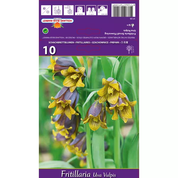 Szachownica (Fritillaria) Uva vulpis