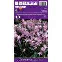 Chionodoxa luciliae Rosea