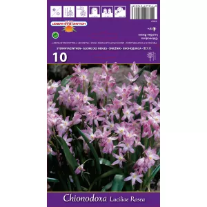 Chionodoxa luciliae Rosea