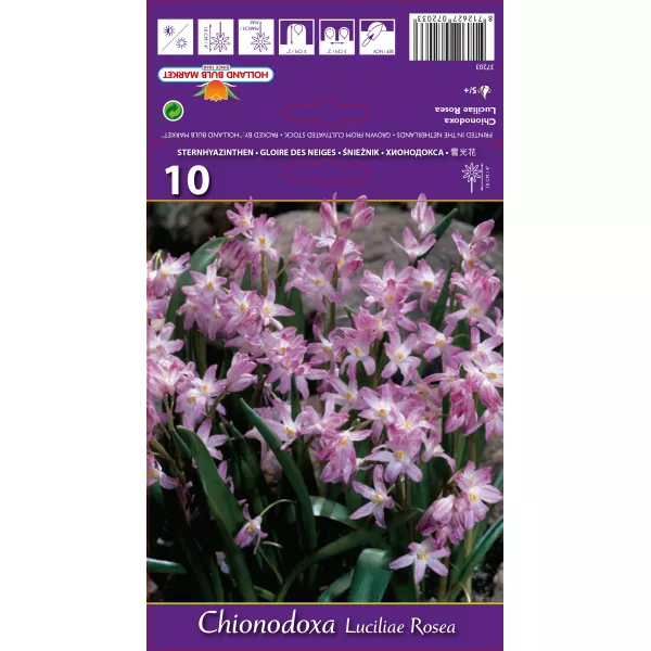 Chionodoxa luciliae Rosea