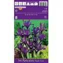 Irys karłowata Purple Gem