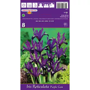 Irys karłowata Purple Gem