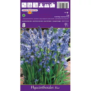 Hiacyntowiec hiszpański niebieski